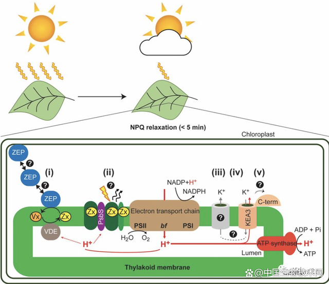 提高光合作用效率 大豆無肥增產(chǎn)20%的關鍵路徑