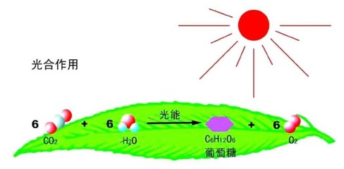 據(jù)說最美寢室里，都少不了它——光合作用