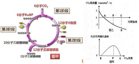 光合作用中NADPH的動態變化 以圖丙中f點與g點的比較為例